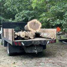 Tree-Removal-and-Stump-Grinding-in-Denton-MD 1